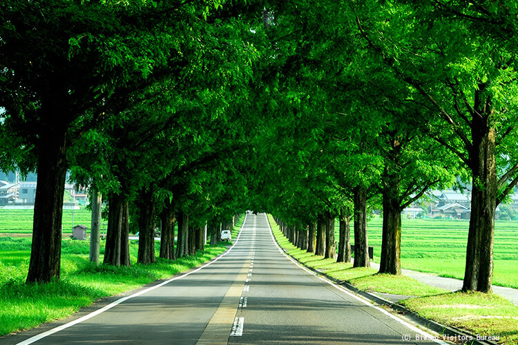 水杉林蔭大道