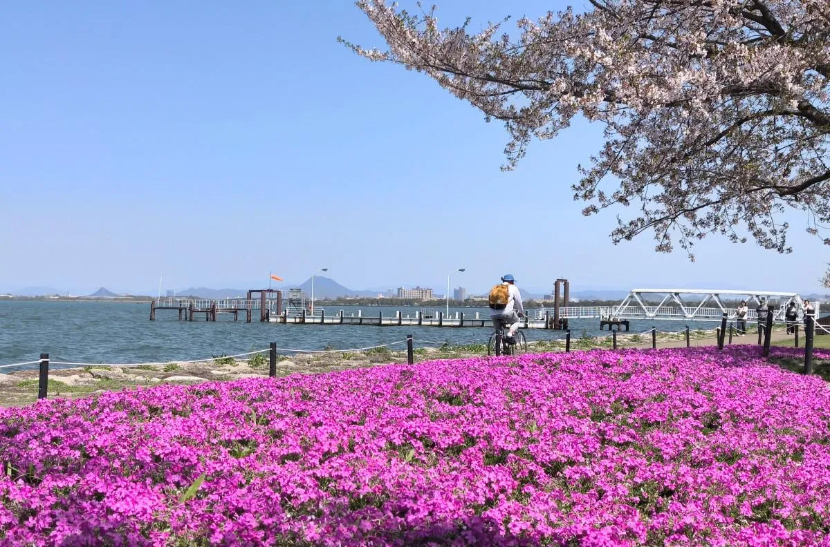 大津湖岸なぎさ公園の芝桜