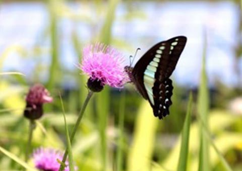 Wild Grasses and Flowers Project