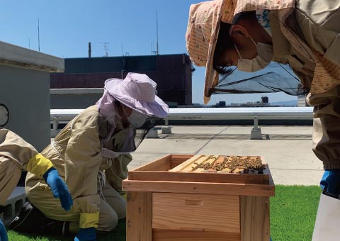 Urban Beekeeping