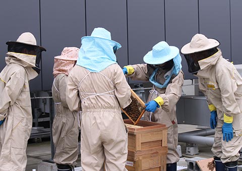 Urban Beekeeping