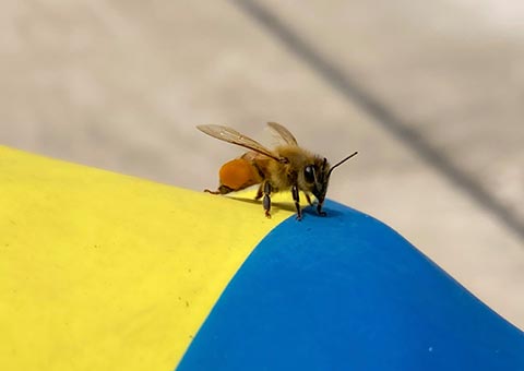 Urban Beekeeping