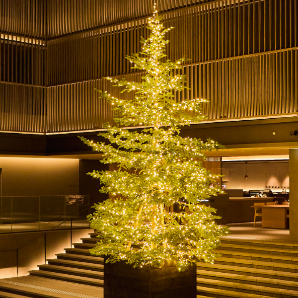 高さ7mの「生モミの木」 クリスマスツリー