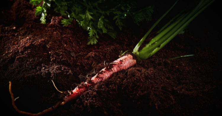 ザ・サウザンド京都