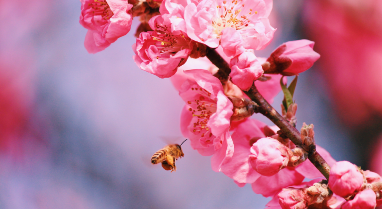 ミツバチと過ごした激動の1年! THE THOUSAND KYOTOの都市養蜂プロジェクト ～Vol.2～
