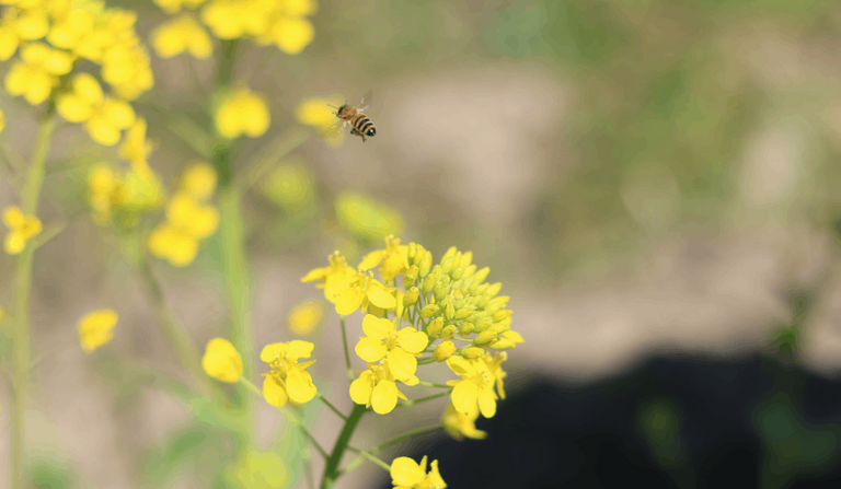 【THE THOUSAND KYOTOの都市養蜂プロジェクト】「生命体を守ること」～Vol.5～