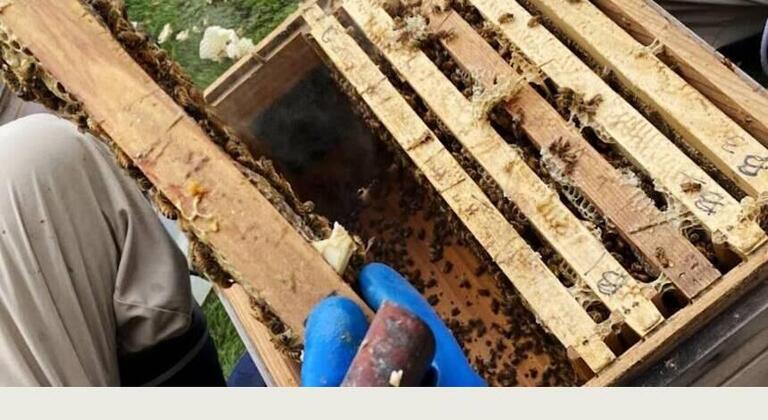 【THE THOUSAND KYOTOの都市養蜂プロジェクト】「女王蜂の交代」～Vol.7～※ミツバチ画像が登場します。