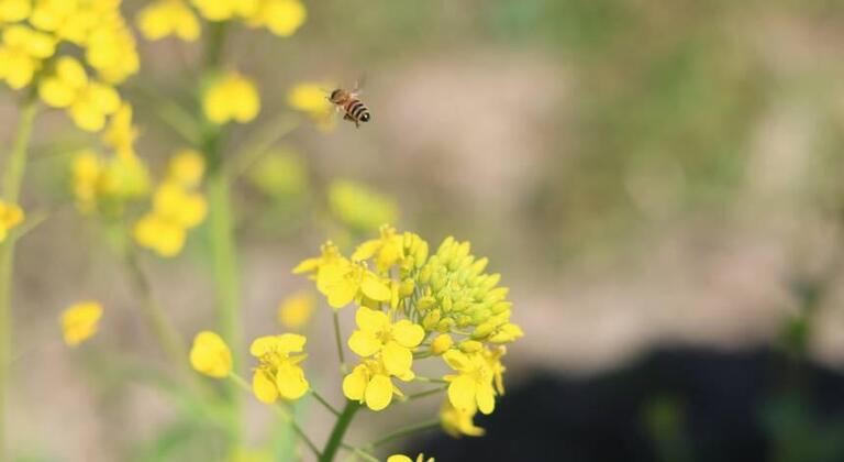 【THE THOUSAND KYOTOの都市養蜂プロジェクト】「静かな冬」～Vol.9～