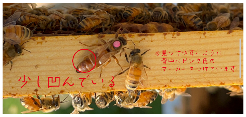 honey-blog_img02.png