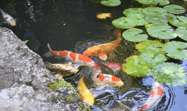 天授庵の池泉回遊式庭園にいる鯉