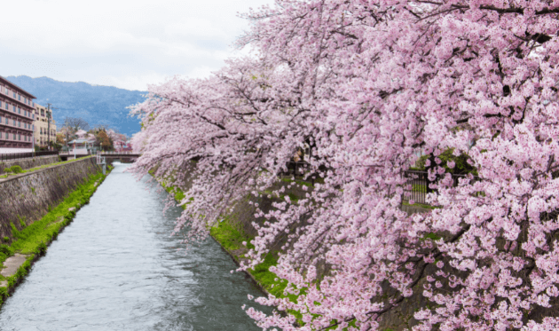 出町柳 桜 (1).png