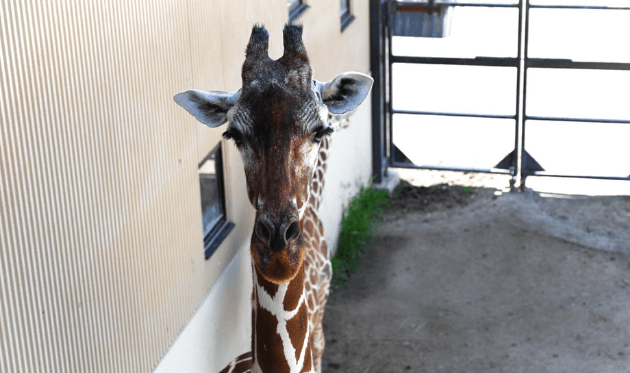 京都市動物園　キリン　ドアップ (1).png