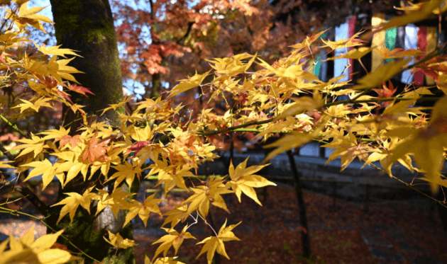 永観堂の黄紅葉