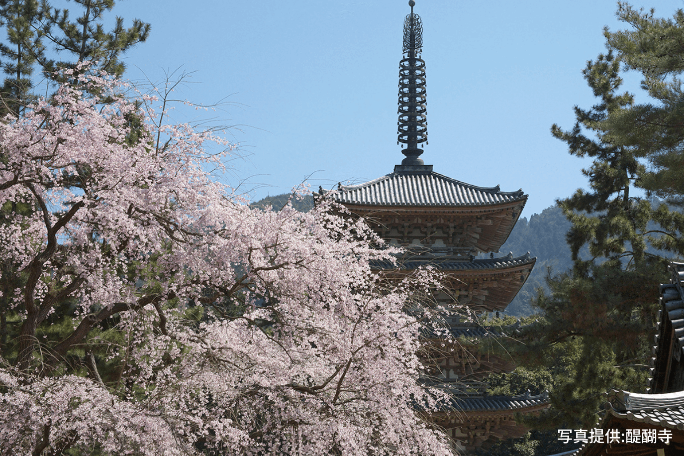 醍醐寺 五重塔と桜