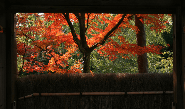 華厳寺（鈴虫寺）の紅葉