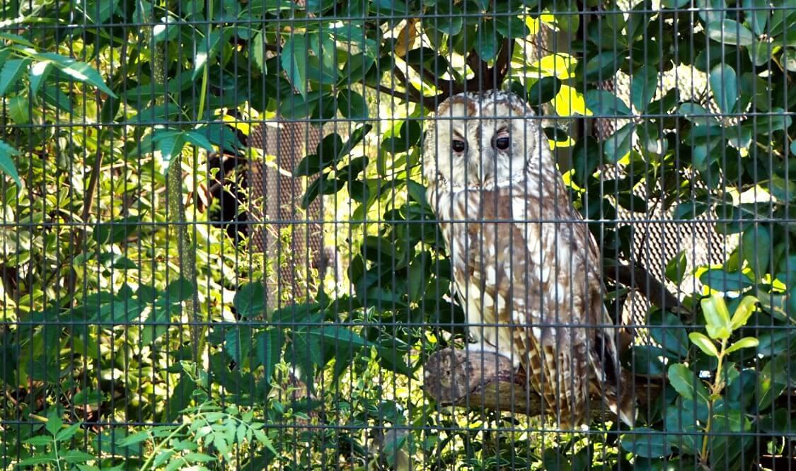 京都市動物園 京都の森 ホンドフクロウ.jpg