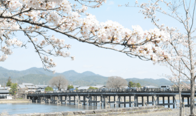 渡月橋と春の桜