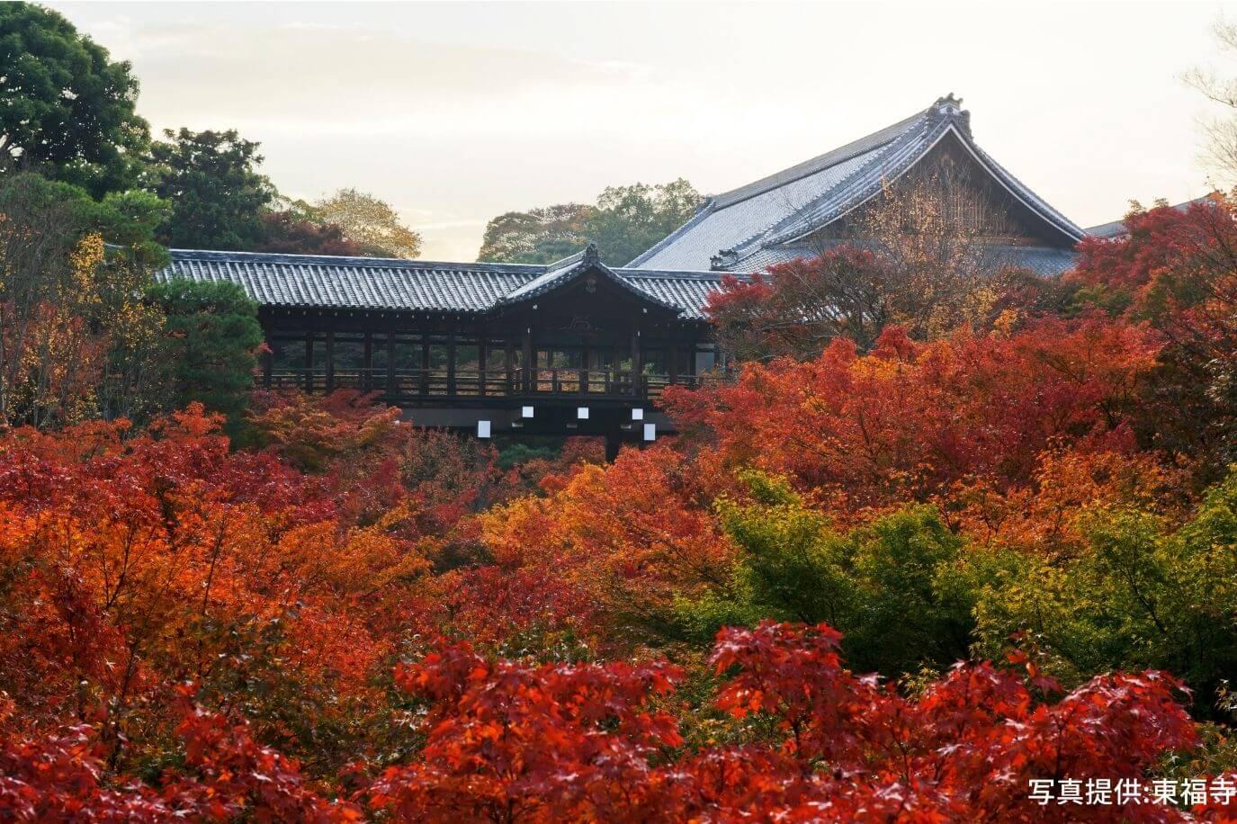 東福寺 の観光 見どころ 谷を覆う もみじ の海 The Thousand Kyoto ザ サウザンド京都 宿泊 観光に最適な京都駅徒歩2分のラグジュアリーホテル 公式