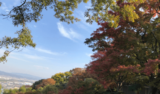 石清水八幡宮の紅葉