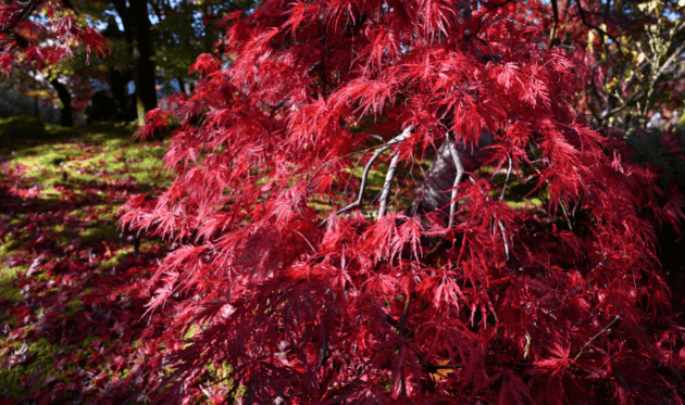 永観堂の枝垂れ紅葉