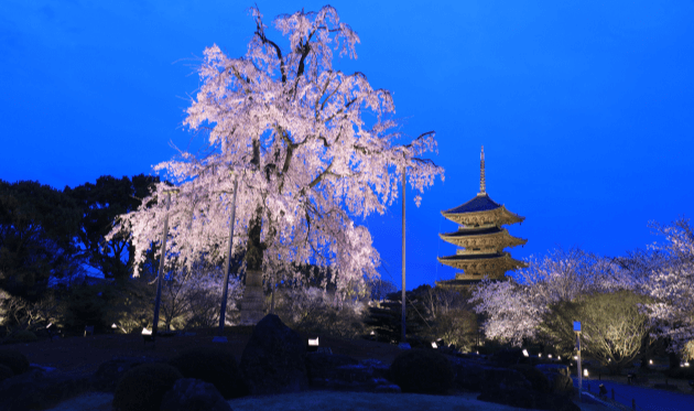 東寺の夜桜