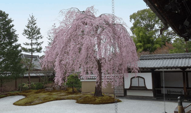高台寺の波心亭の枝垂桜