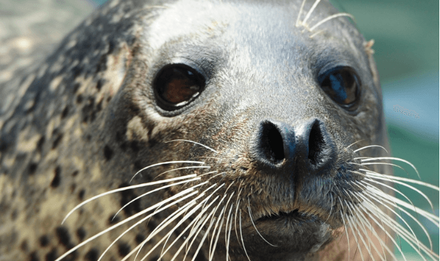 京都水族館アザラシ