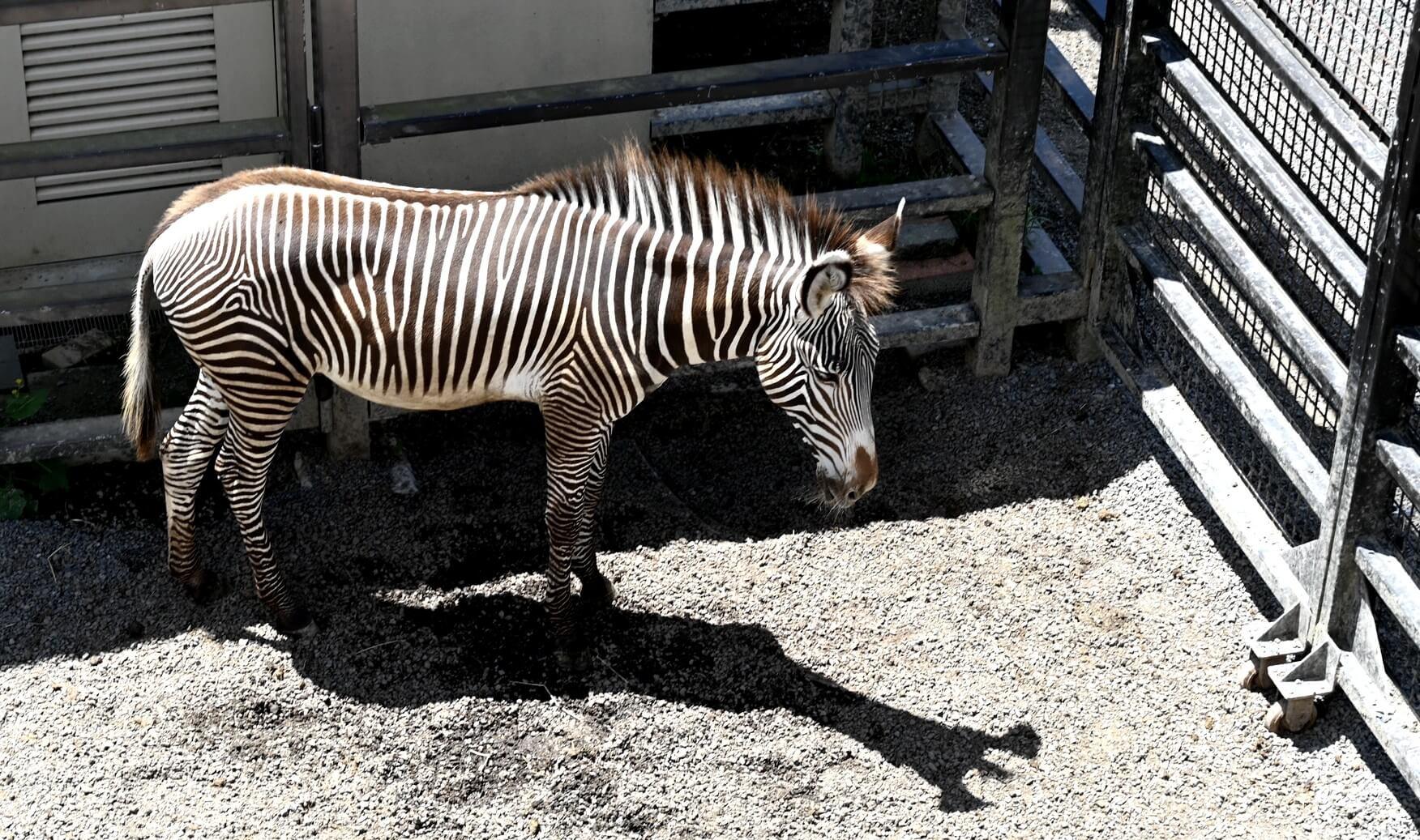 京都市動物園 アフリカの草原 グレービーシマウマ.jpg