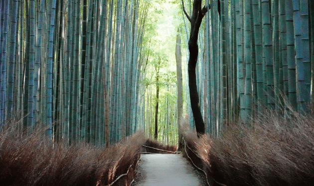 嵐山_竹林の小径