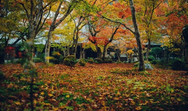 圓光寺の十牛之庭の散り紅葉