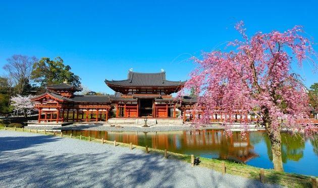 平等院　桜 (1).jpg