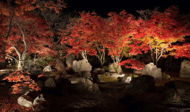 将軍塚青龍殿の紅葉ライトアップ