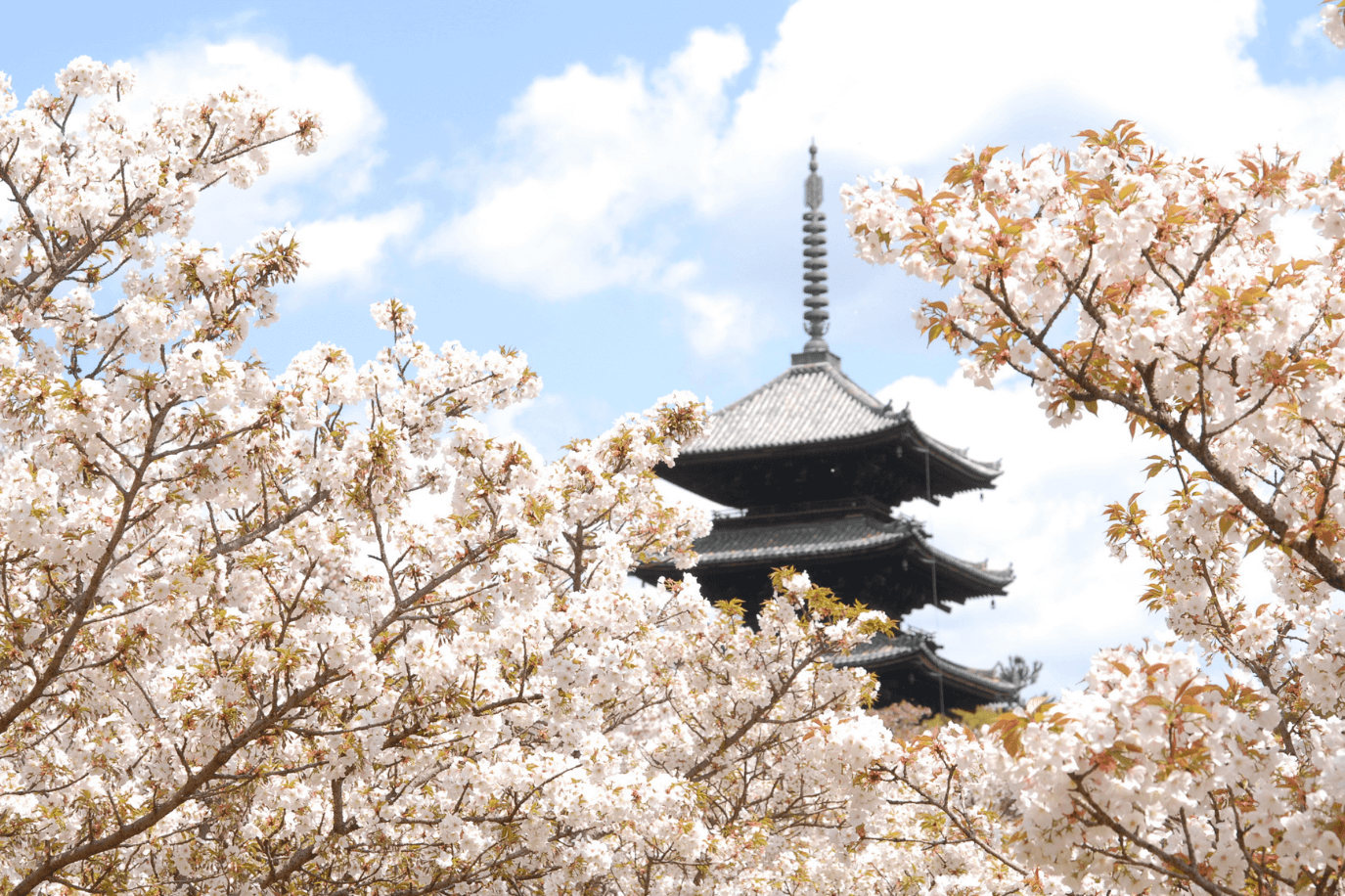 仁和寺の御室桜.jpg
