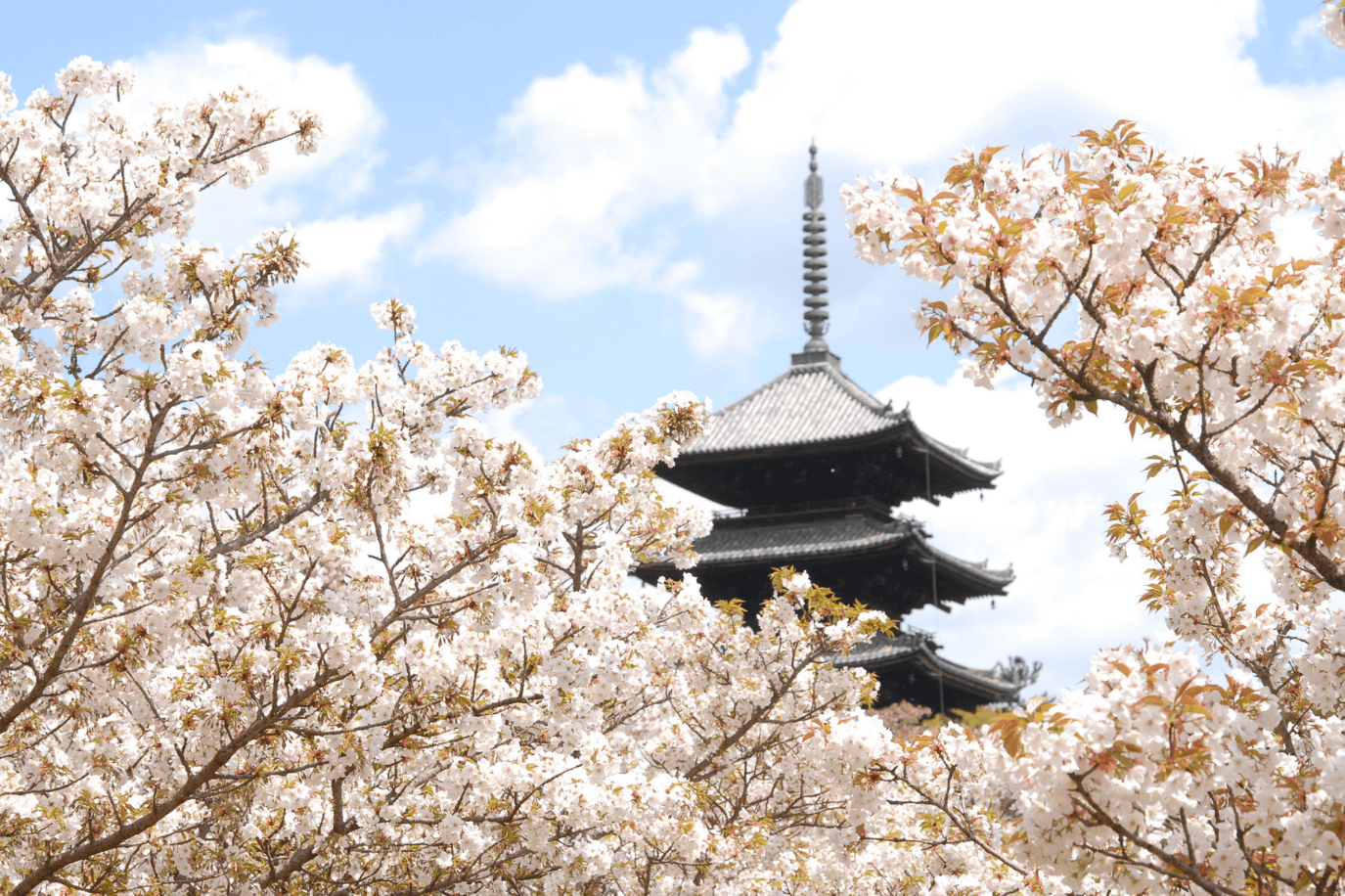 仁和寺の御室桜