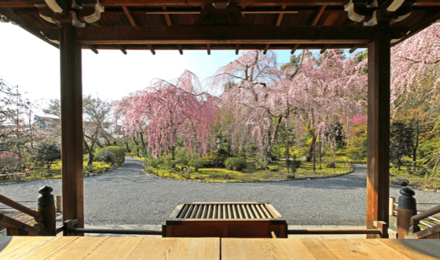 天龍寺の桜