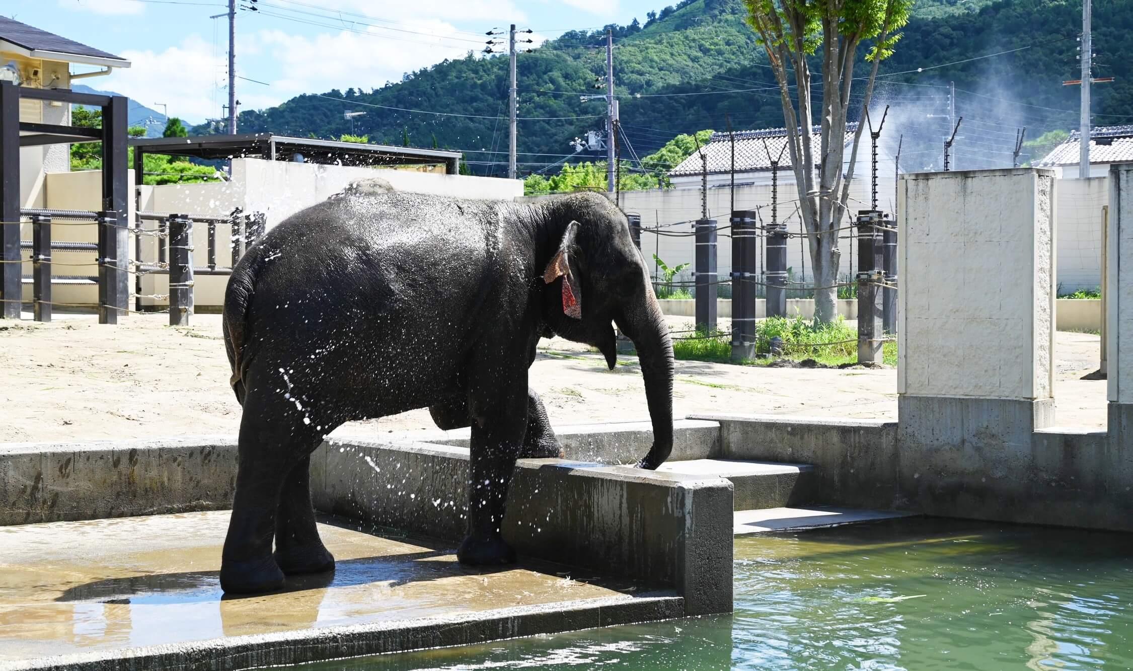 京都市動物園 水浴びするゾウ.jpg