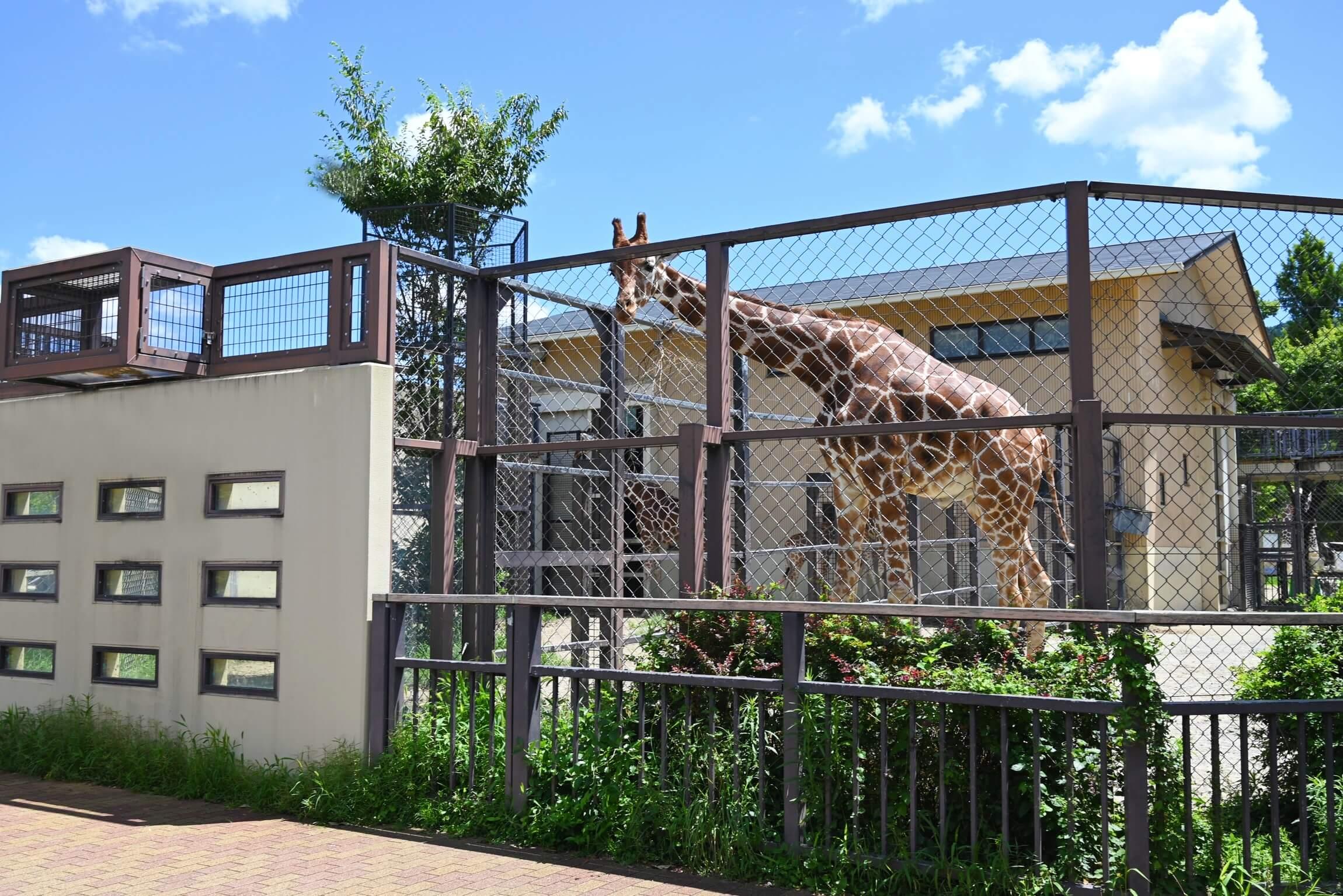 京都市動物園のキリン