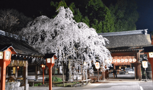 平野神社の夜桜