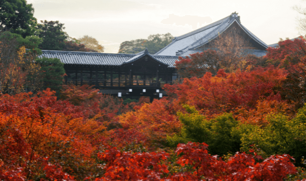 東福寺に咲き誇る紅葉