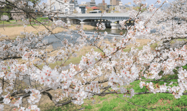 出町柳の桜