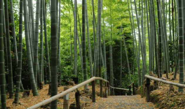 高台寺の竹林2