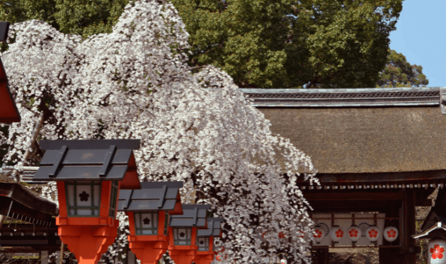 平野神社の魁桜