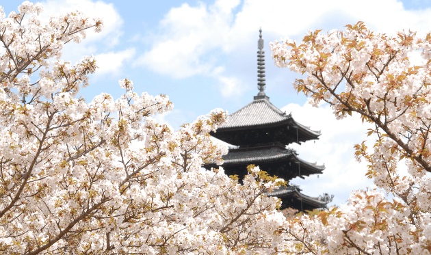 仁和寺の御室桜