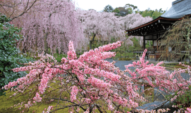 天龍寺の桜