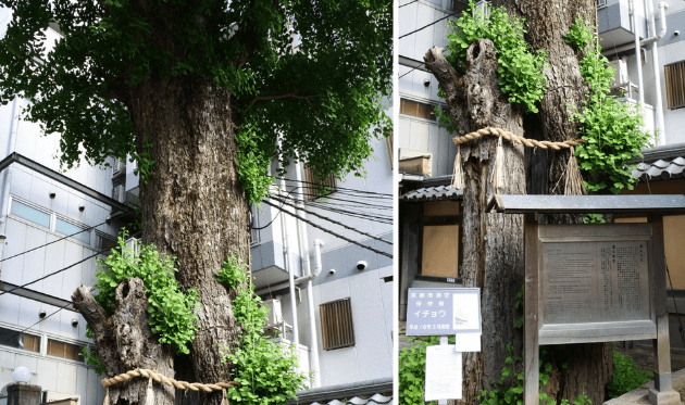 本能寺 火伏のイチョウ