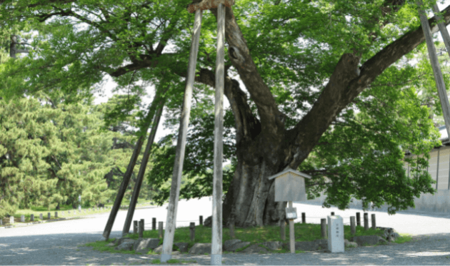 京都御苑 清水谷家の椋