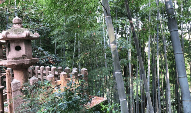 男山の竹