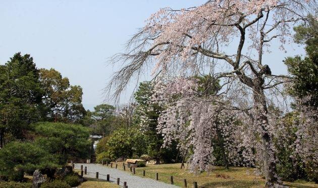 知恩院　友禅苑　桜 (1) (1).jpg