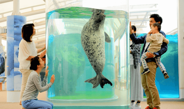 京都水族館 アザラシ水槽