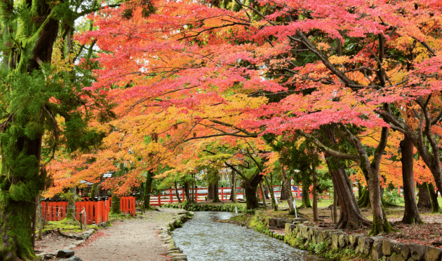 上賀茂神社 ならの小川 紅葉 (1).png